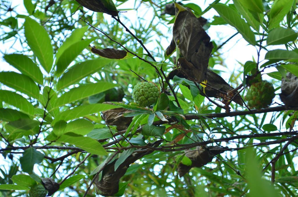 Vallee 69 Eco Villa-Tissa,Yala Tissamaharama Zewnętrze zdjęcie
