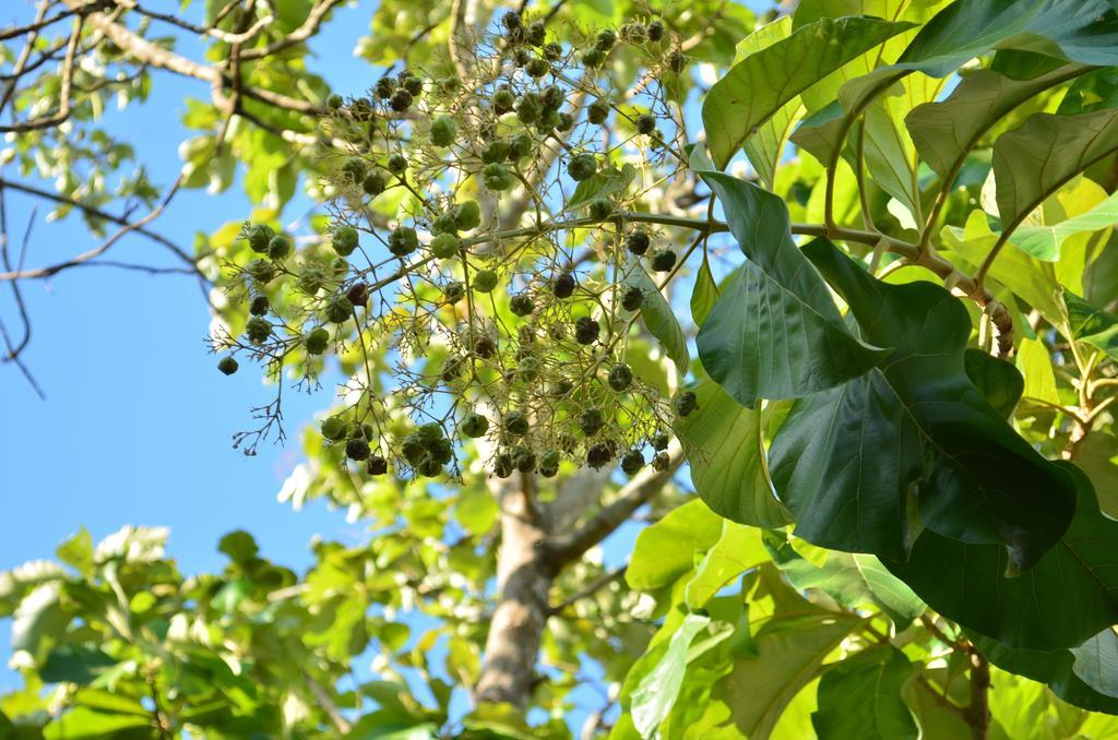 Vallee 69 Eco Villa-Tissa,Yala Tissamaharama Zewnętrze zdjęcie