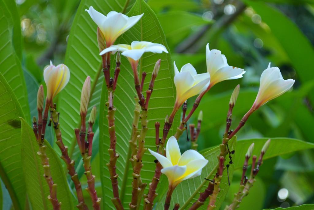 Vallee 69 Eco Villa-Tissa,Yala Tissamaharama Zewnętrze zdjęcie