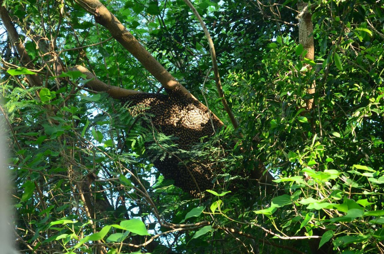 Vallee 69 Eco Villa-Tissa,Yala Tissamaharama Zewnętrze zdjęcie